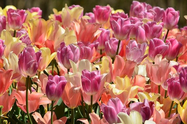 tulipány barevné