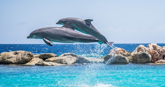 delfíni ve vodě
