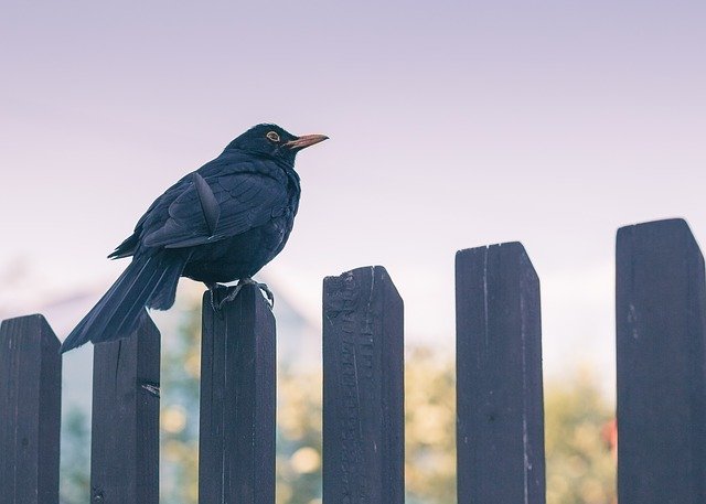 pták na plotě